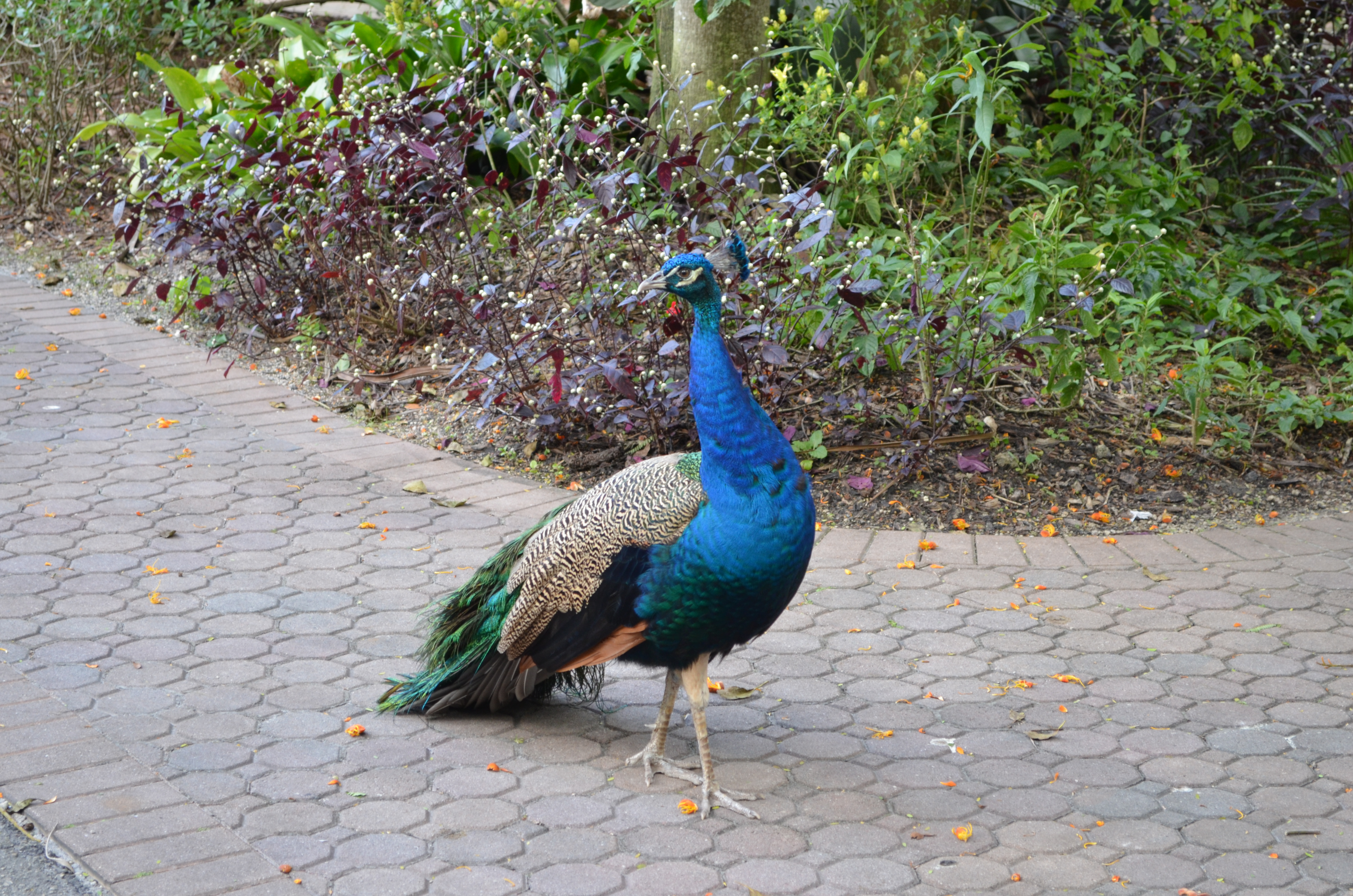 ./2014/Flamingo Gardens/DSC_8037.JPG